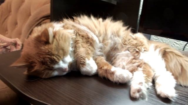 кот спит а мы работаем смотреть онлайн