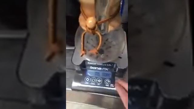 Bonavita Scale смотреть онлайн