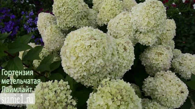 Гортензия метельчатая Лаймлайт