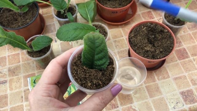 Стрептокарпусы. Растём и учимся на своих ошибках смотреть онлайн