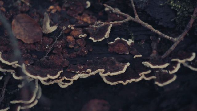 Bob Moses - Like It Or Not (Joris Voorn Remix) | Official Video смотреть онлайн