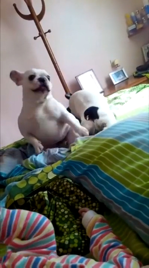 Французские бульдоги танцуют смотреть онлайн