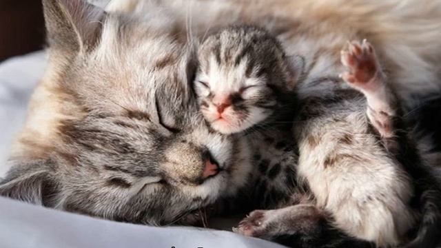 Когда котята открывают глаза: через сколько дней после рождения смотреть онлайн
