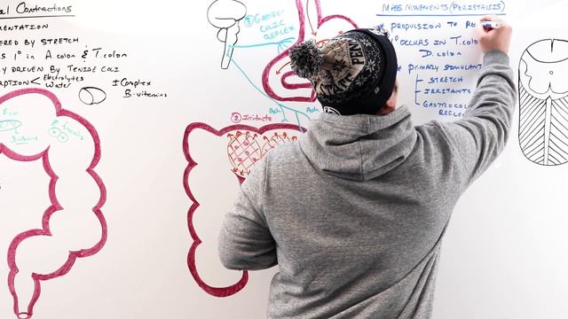 Gastrointestinal | GI Motility of the Large Intestine смотреть онлайн