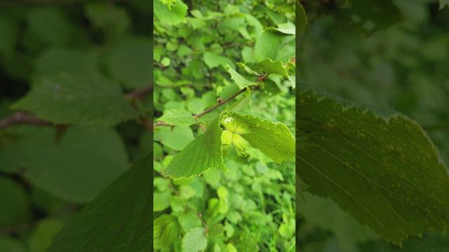 Бутовский лес. Орехи созревают. Июнь 2024г.mp4 смотреть онлайн