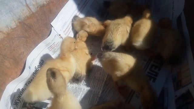 #утенок Гадкие утята //про утят.привезли на дачу ..гадкий утенок/маленьких утят смотреть онлайн