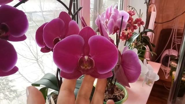 44) Краткий обзор орхидей на подоконнике.... смотреть онлайн