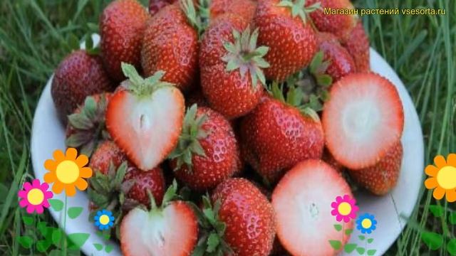 Земляника садовая Соната. Краткий обзор, описание характеристик fragaria ananassa Соната смотреть онлайн