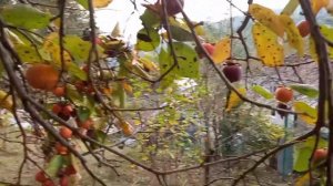 Хурма сорт шоколадный королек. Вкуснотище. На участке 12 соток на Пластунке Сочи.