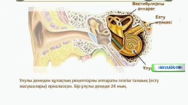Құлақ ауруын 10 минутта емдеңіз. Құлақ ауруын үй жағдайында емдеу. Құлақ ауырса не істеу керек?