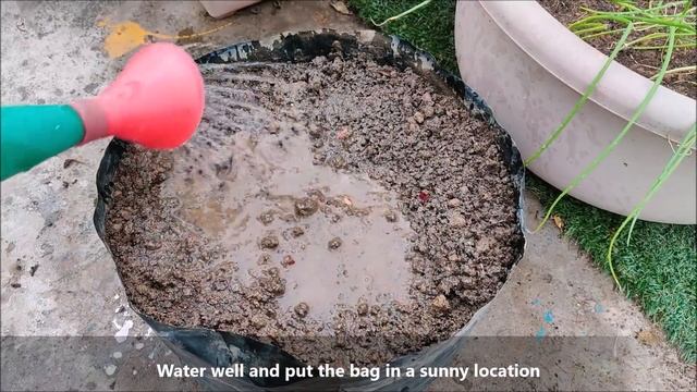 How To Grow Onions At Home | START TO FINISH смотреть онлайн