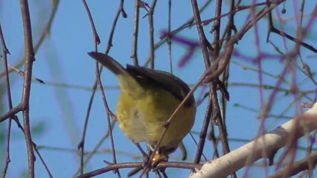 Синица лазоревка на кукурузном поле зимой. Tit blue смотреть онлайн