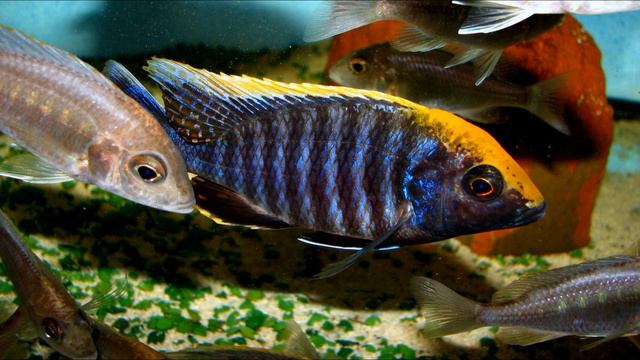 Aulonocara maylandi. Энциклопедия малавийских цихлид от "A" до "Z" смотреть онлайн