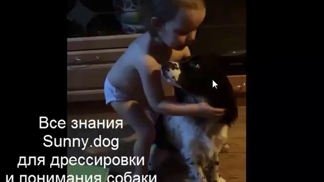 Собака укусила ребенка правила безопасности или почему пес кусает детей смотреть онлайн
