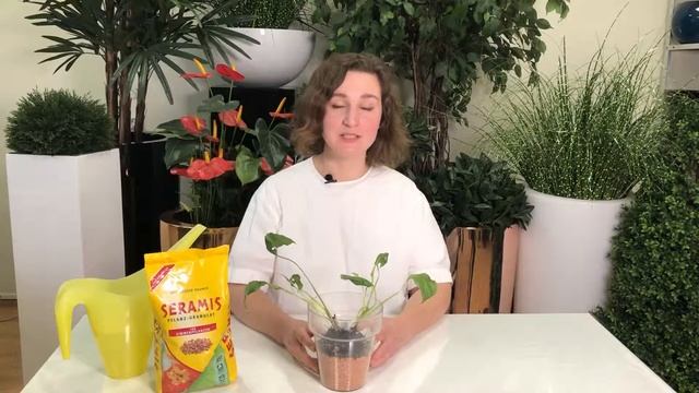 Посадка растений в грунт Серамис смотреть онлайн