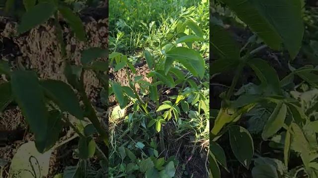 Супер орех идеал интенсивный сорт смотреть онлайн