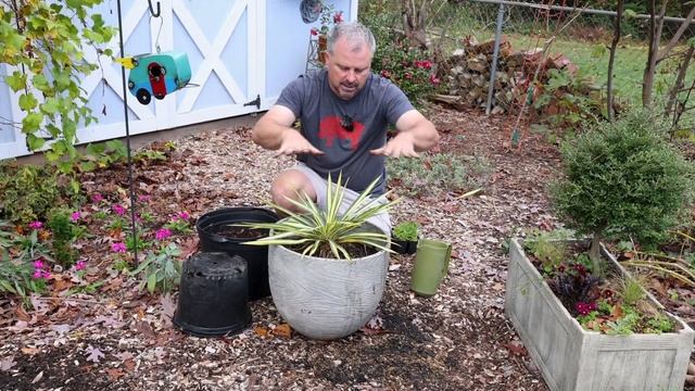 Winter Interest Container Planting - ‘Color Guard’ Yucca + Daffodils смотреть онлайн