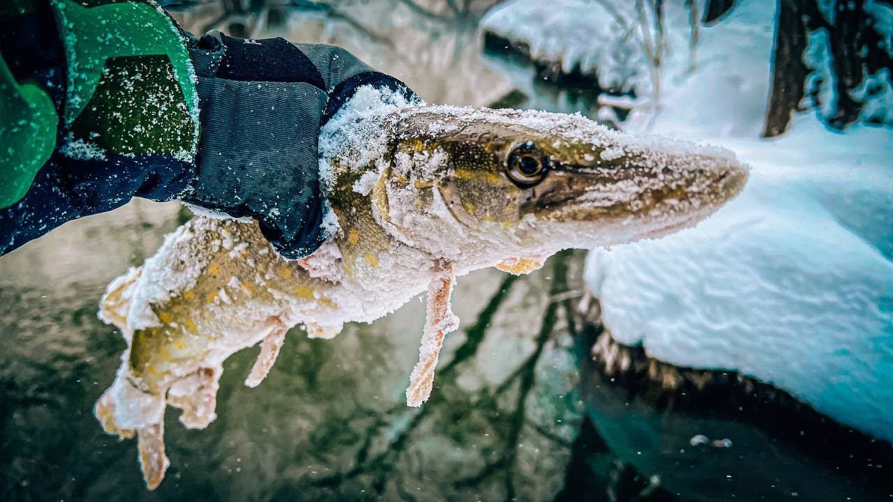 ГОНЯЮ ЩУЧЕК на НЕБОЛЬШОЙ РЕЧКЕ / РЫБАЛКА на СПИННИНГ в ЯНВАРЕ 2024 смотреть онлайн