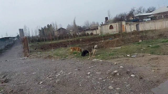 Ташкент. Каждый день я продлеваю им жизнь. смотреть онлайн