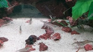 Еда VS Креветки  #аквариум #цихлиды #аквариумные рыбки #креветки #аквариумные креветки