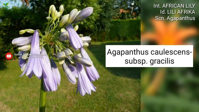 LILI AFRIKA Part 1 | AFRICAN LILY VARIETIES | Agapanthus | Plant id | Bunga Lili смотреть онлайн