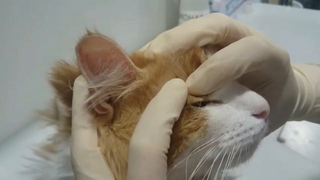 Пальпаторное измерение ВГД смотреть онлайн