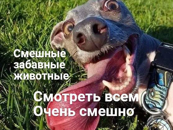 Смешные, забавные животные
Смотреть всем, очень смешно смотреть онлайн