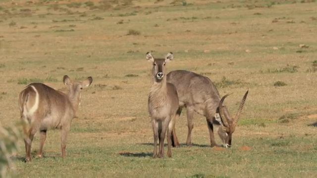 Antelope and their Habitats Part 2: Eland, Waterbuck, Oryx and Black Wildebeest смотреть онлайн