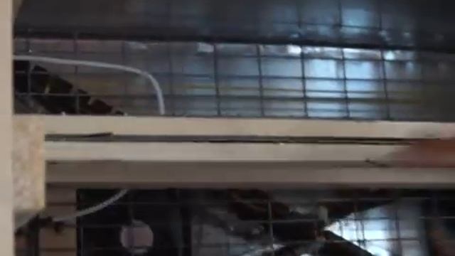 Инкубатор для маток смотреть онлайн