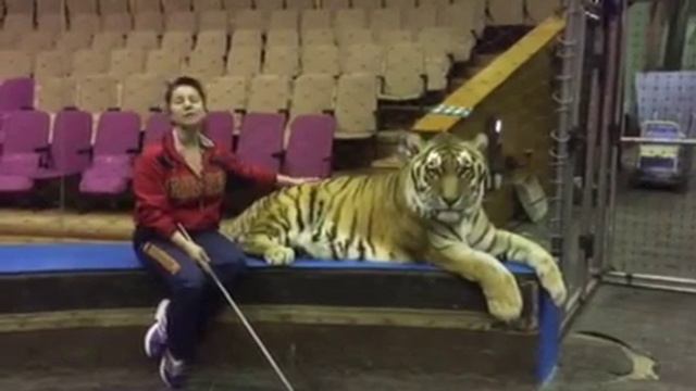 Поздравление Детским деревням-SOS от укротительницы тигров Карины Багдасаровой смотреть онлайн