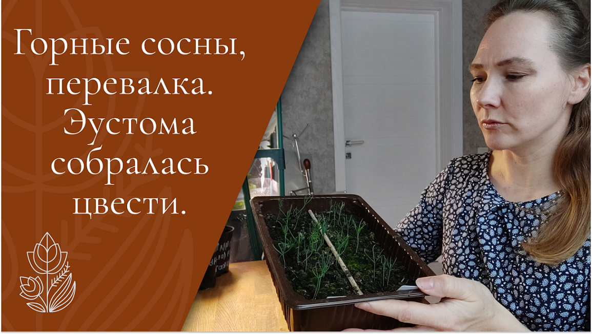 Горные сосны из семян подрастают. Эустома собирается цвести. смотреть онлайн
