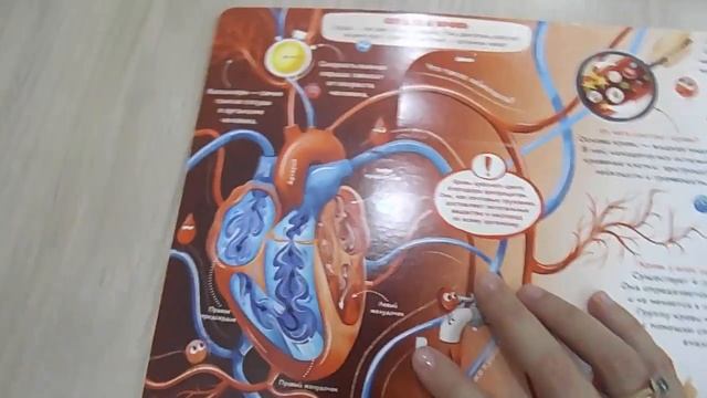 Видеообзор книжки с окошками Как устроен человек, издательство Malamalama смотреть онлайн