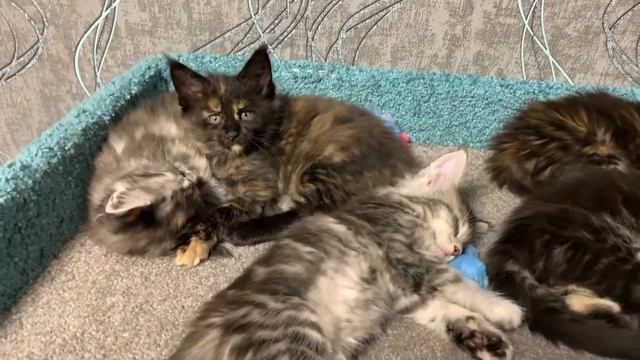 Котята Мейн-Кун 1,5 месяца. смотреть онлайн