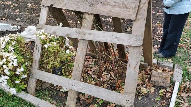 Обработка роз осенью перед укрытием на зиму. смотреть онлайн