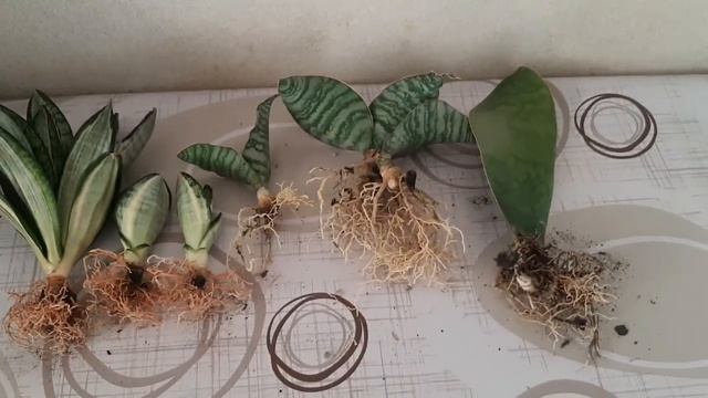 Отделяю деток сансевиерии. Сансевиерия сильвер зебра и масониана Виктория смотреть онлайн