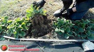 Результат посадки клубники с микоризой Посадка земляники