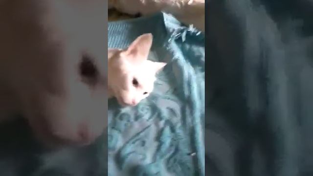 Котик под наркозом после кастрации смотреть онлайн