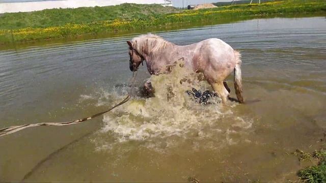 #ЛОШАДИ# СОВЕТСКИЙ ТЯЖЕЛОВОЗ МЕРИН# ВЫВЕЛИ НА ПАЗДБИЩЕ ПОЛЕЗ В ВВОДУ КУПАЕТЬСЯ ПОСМОТРИТЕ КАК# смотреть онлайн