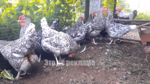 Пушкинские куры в моём хозяйстве смотреть онлайн