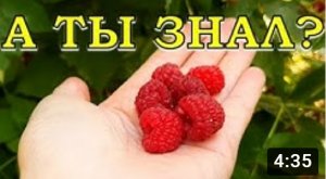 КАК и ЧЕМ подкормить МАЛИНУ во время плодоношения???