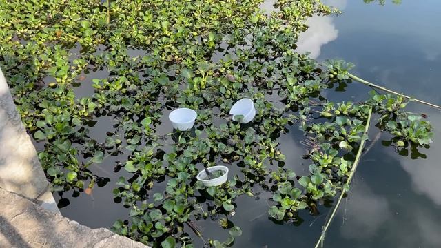 Cement ideas that so Easy - DIY simple Coffee table, Chair, Flower pots at home смотреть онлайн