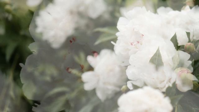 Garden Views - Peonies 2022 смотреть онлайн