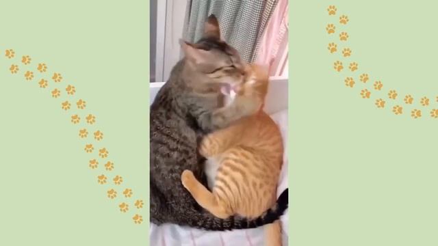 Smart Cat Make You Proud ? смотреть онлайн