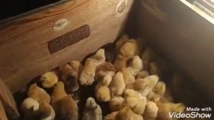 Ужас птицеводства. Цыплята погибают (сальмонелез, кокцидиоз).