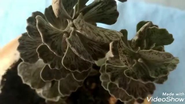 Kalanchoe Rhombopilosa смотреть онлайн