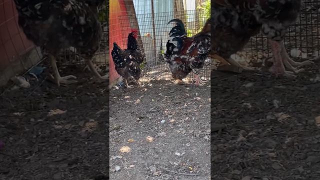 Ливенские ситцевые куры 2023г Иван 89536106431 смотреть онлайн