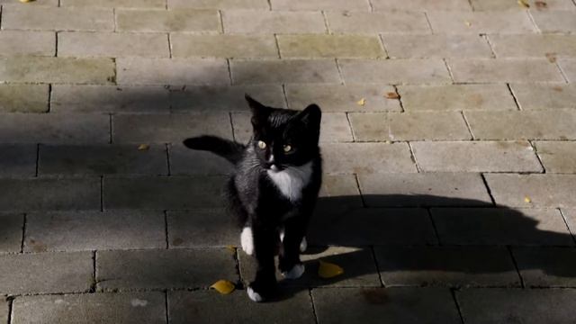 Калининградская область. Калининград, Светлогорск, Зеленоградск смотреть онлайн