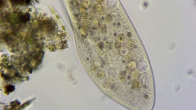 Инфузория-туфелька съела диатомею смотреть онлайн