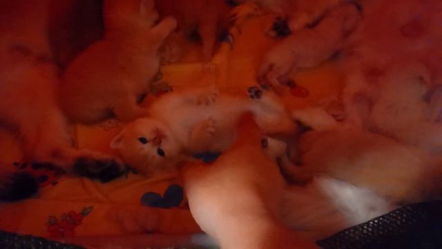 золотая шиншилла игры смотреть онлайн