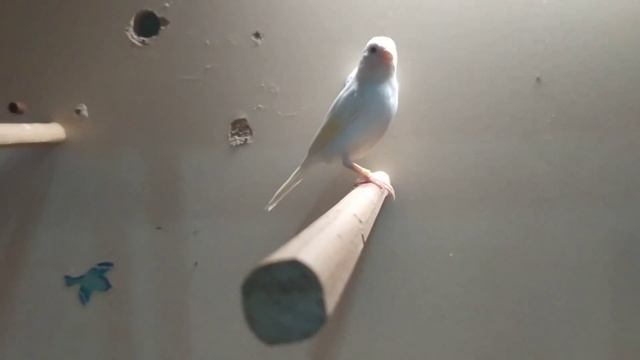 Канарейки-пробую создать пару. смотреть онлайн